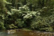 BRAZIL - ATLANTIC RAINFOREST